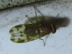 Homoneura mayrhoferi