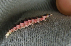 Lucidota atra