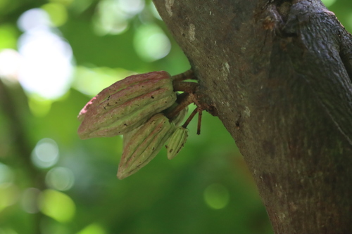 cacao tree (Theobroma cacao)