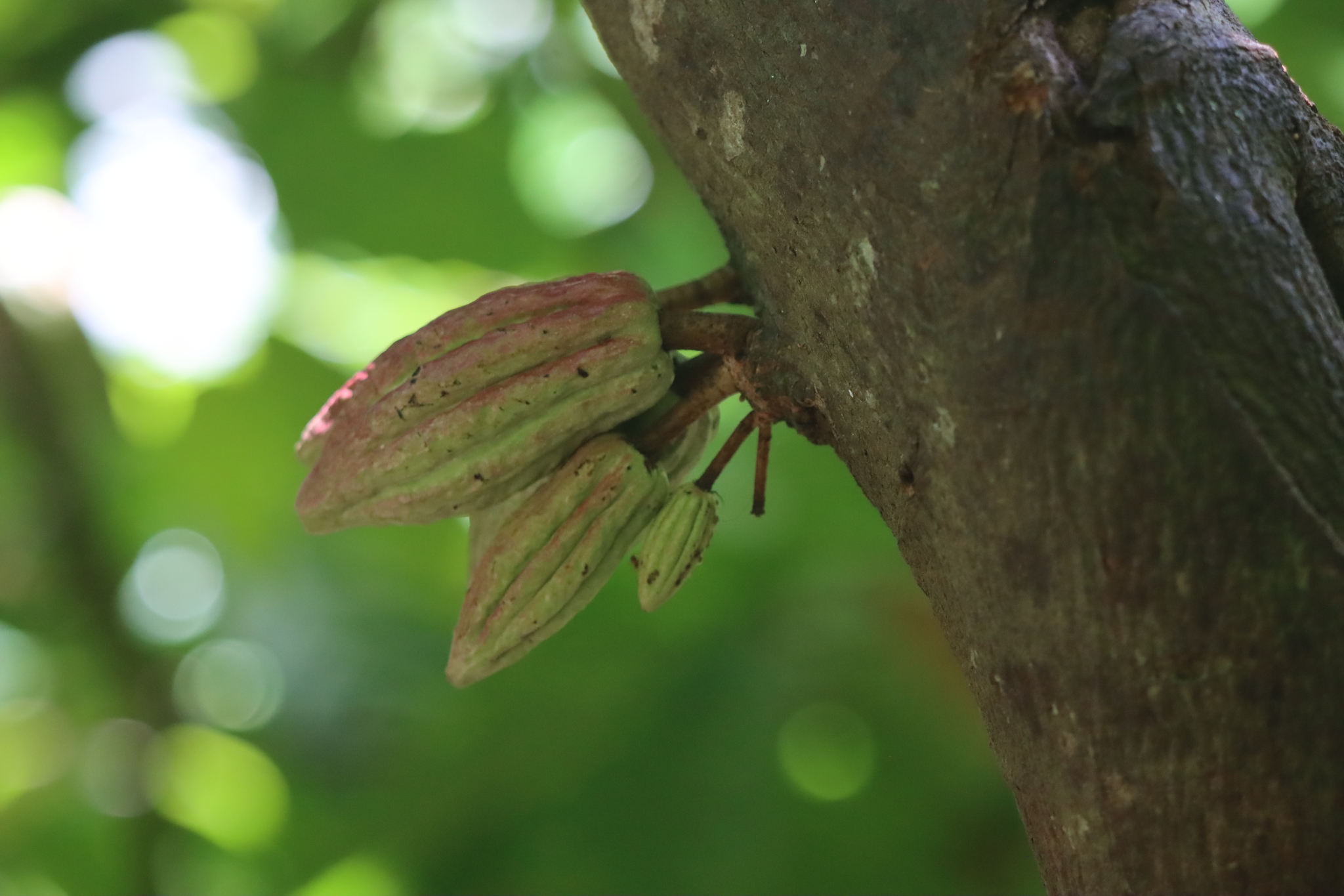 Cacao Tree (Theobroma cacao)