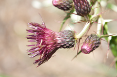 Cirsium suzukii