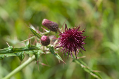Cirsium suzukii