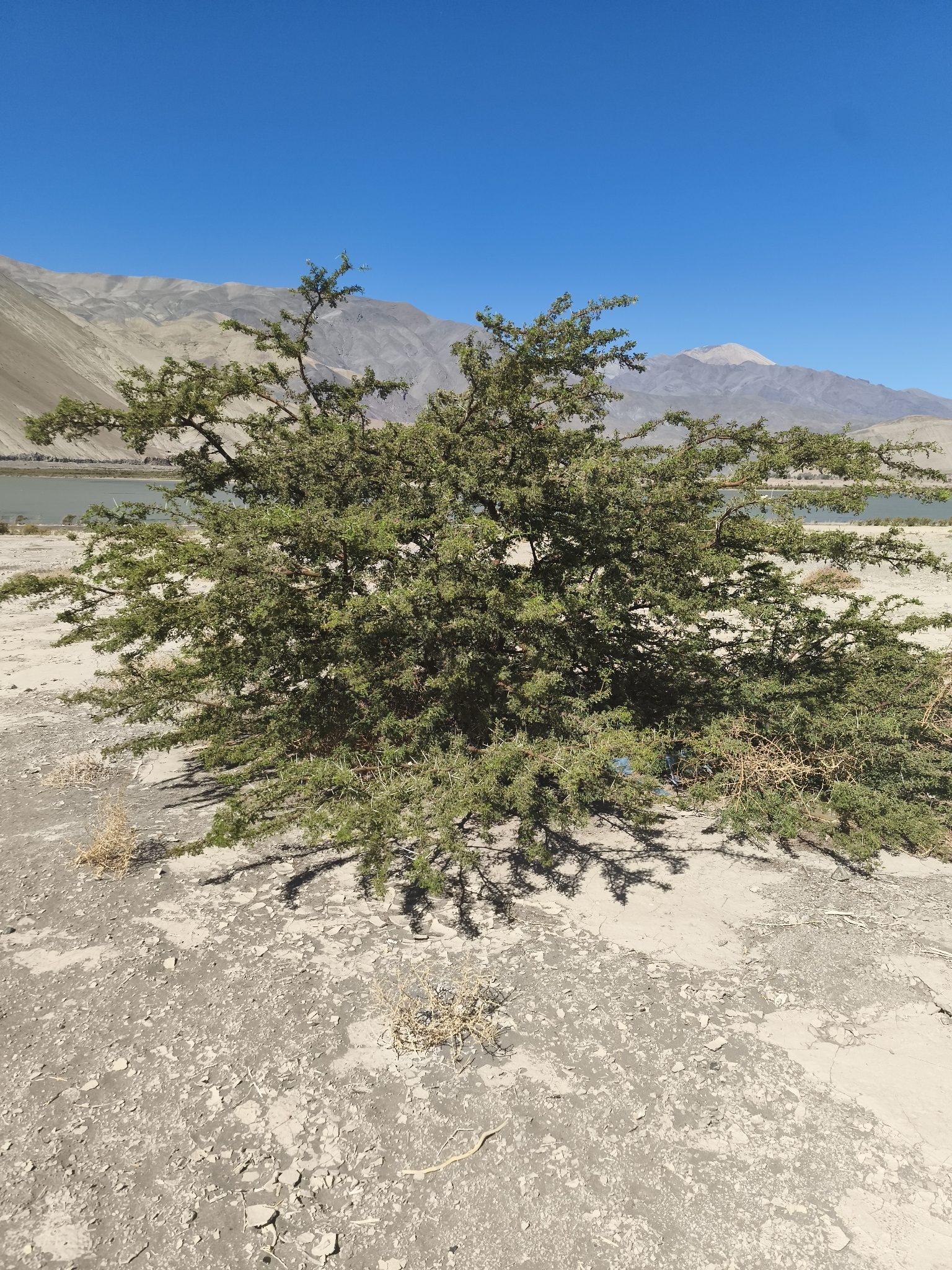 Vachellia Caven (Vachellia caven)
