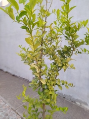 Maytenus boaria