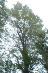 Fagus hayatae