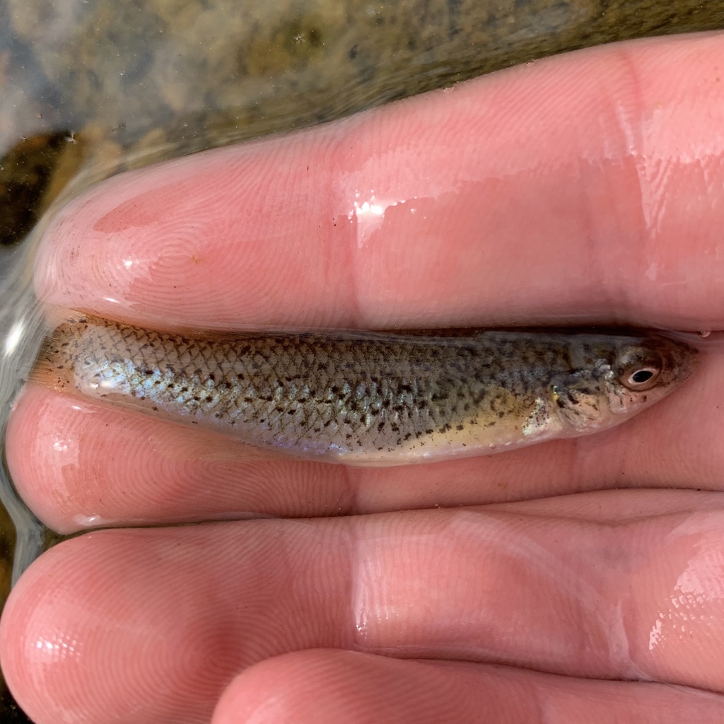 Speckled killifish (Fundulus rathbuni) — Fundulidae