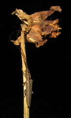 Hippopsis lemniscata