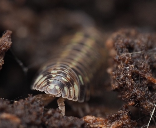 Beautiful Pill Woodlouse, 73 Welzheim, Deutschland, photo 9 of 10