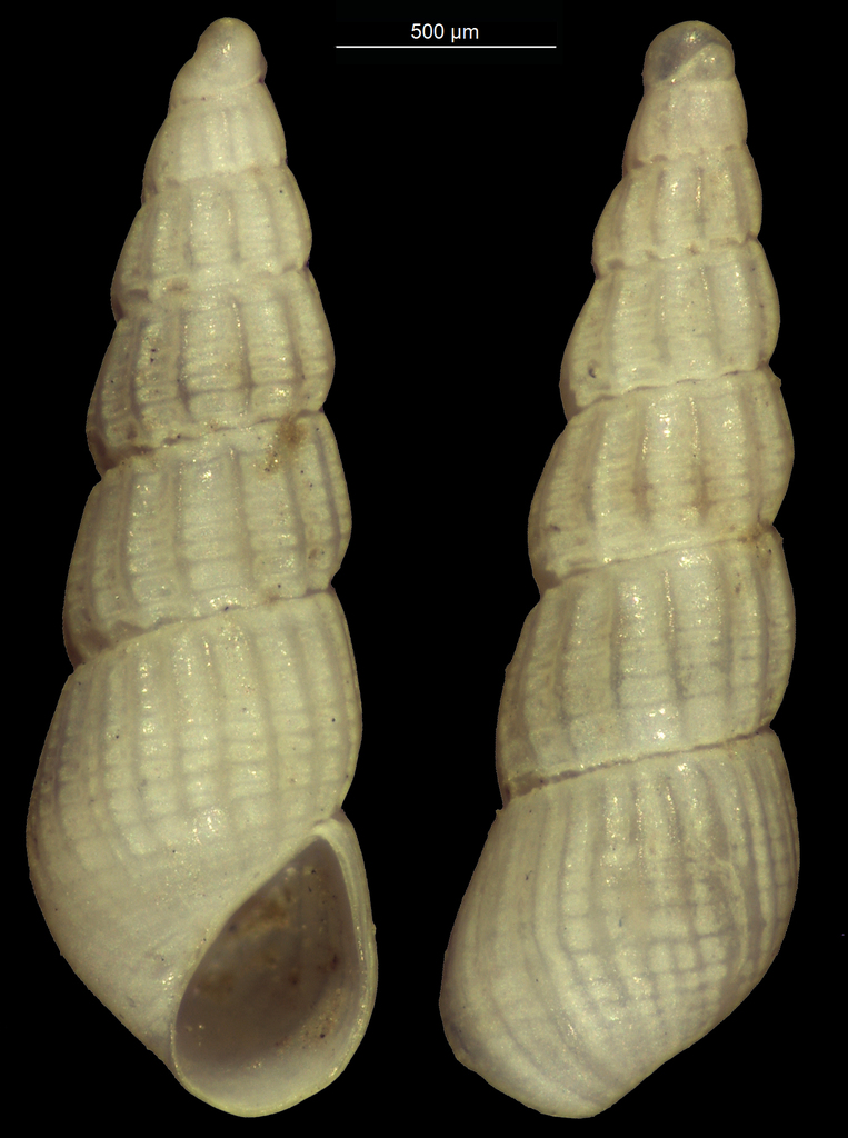 Turbonilla elegans
