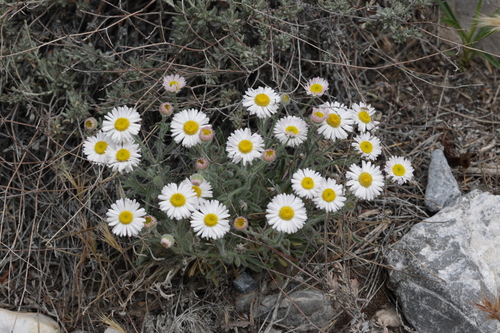 Navajo Fleabane (Erigeron concinnus)