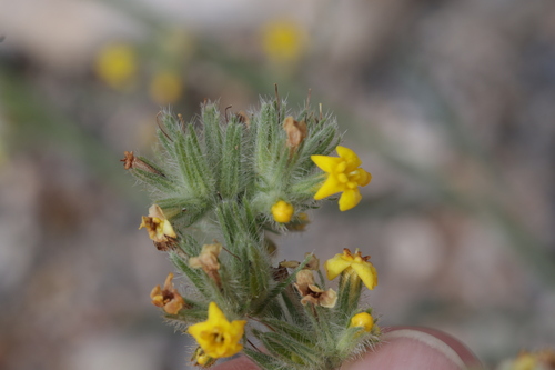 Yellow-flowered Cryptantha (Oreocarya confertiflora)