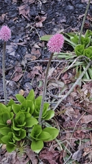 (c) Sam Bucciarelli, some rights reserved (CC BY) Helonias bullata, photograph (c) Sam Bucciarelli, some rights reserved (CC BY)