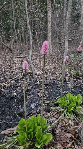 Helonias bullata, photograph 4