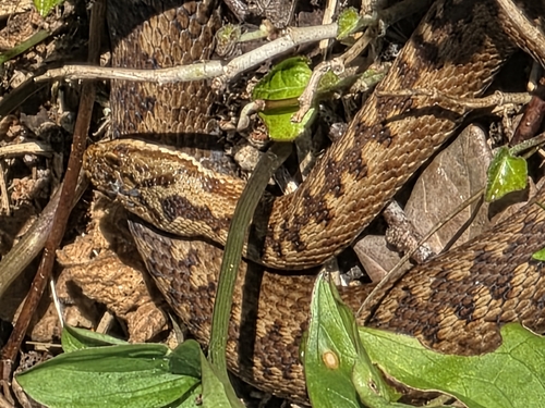 Adder