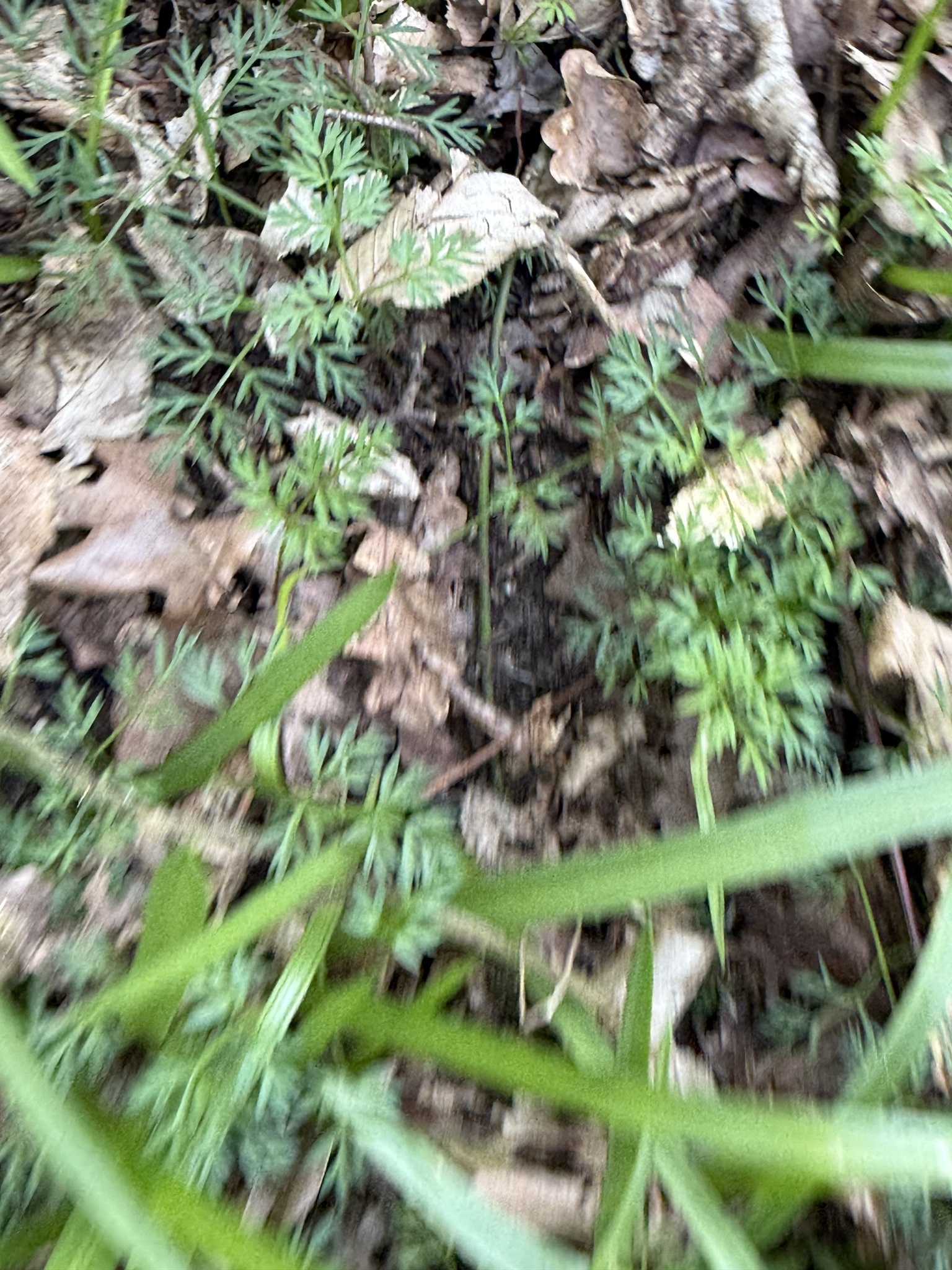 Pignut (Conopodium majus)