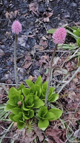 Helonias bullata, photograph 5