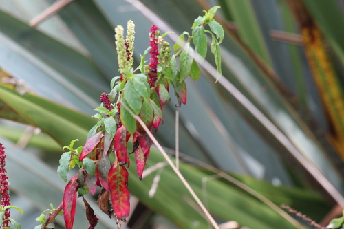 Inkweed (Phytolacca octandra)