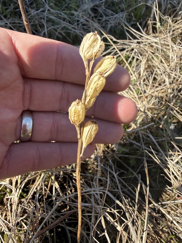 fen orchid (Liparis loeselii)
