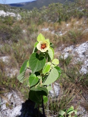 Pavonia grazielae