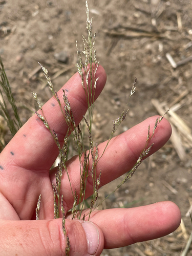 smallflower melicgrass (Melica imperfecta)