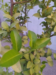 Maytenus boaria
