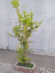 Maytenus boaria