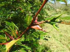 Vachellia hindsii