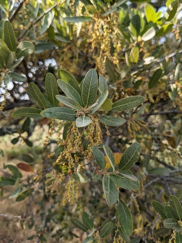Engelmann oak (Quercus engelmannii)