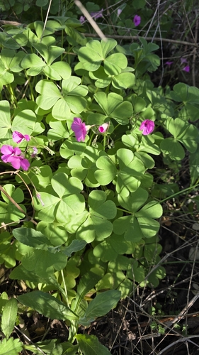 pink-sorrel (Oxalis articulata)