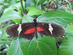 Heliconius clysonymus clysonymus