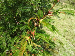 Vachellia hindsii