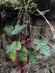Heuchera micrantha diversifolia