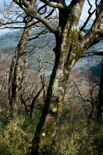 Fagus hayatae (Fagus hayatae)