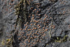 Fuscopannaria pacifica