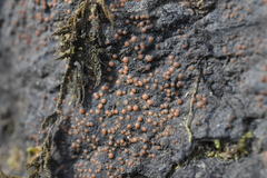 Fuscopannaria pacifica