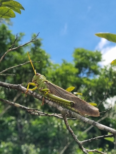 Violet-winged Grasshopper
