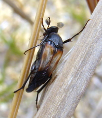 Macrosiagon pectinata