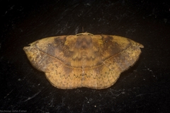Anthela directa
