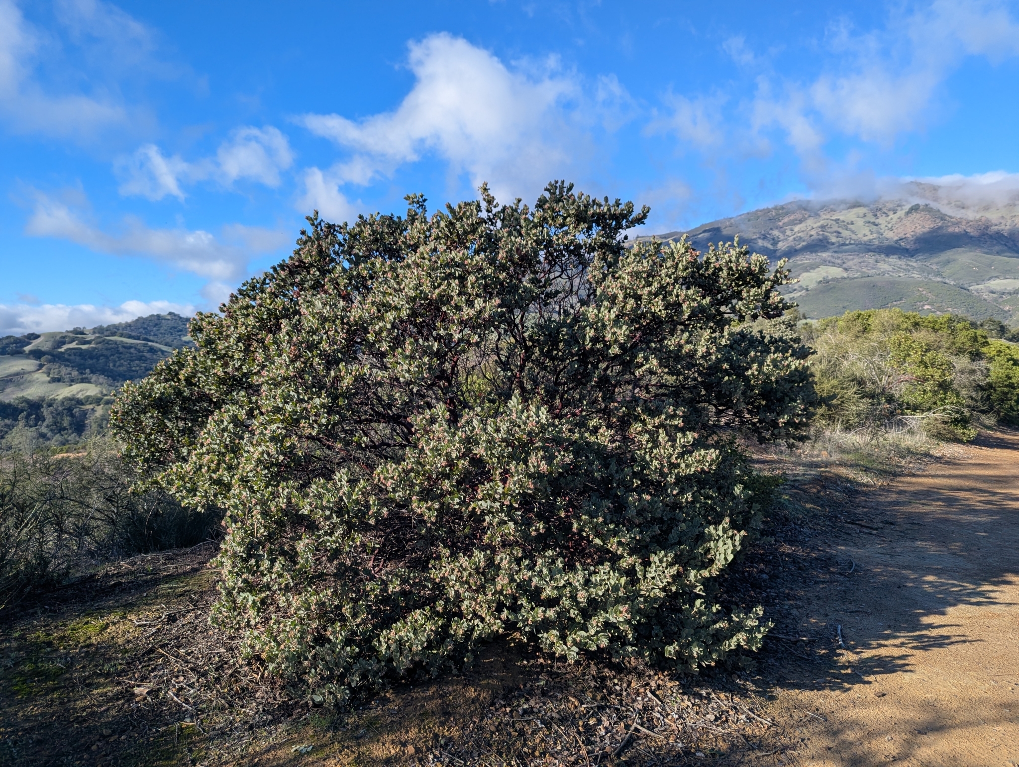 Mount Diablo Manzanita (Arctostaphylos auriculata)