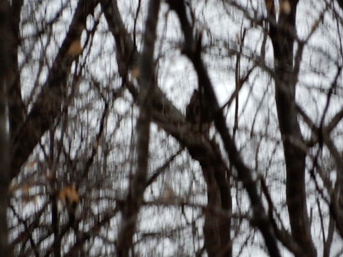 Great Horned Owl photographed in Michigan