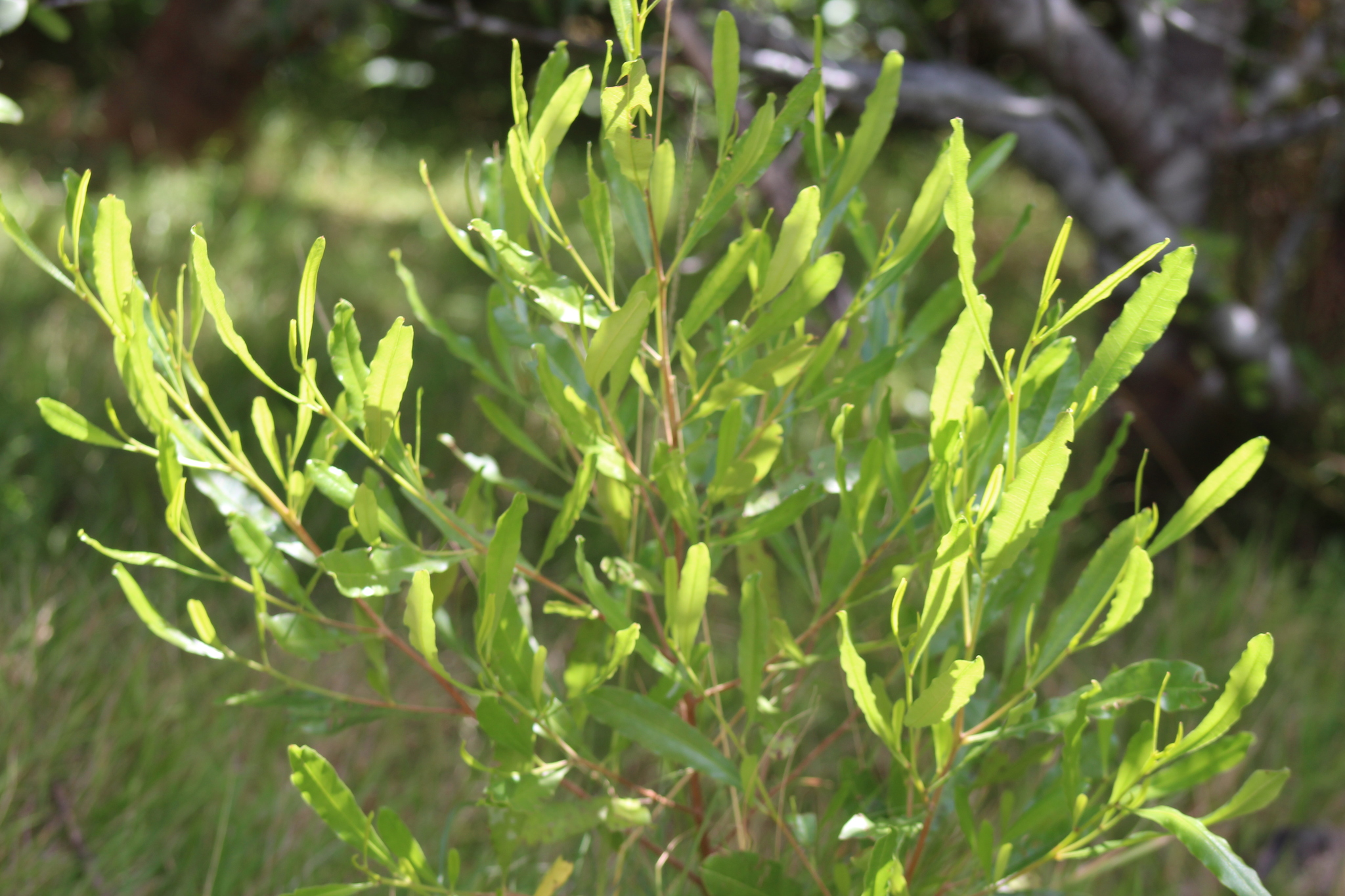 Florida Hopbush (Dodonaea viscosa)