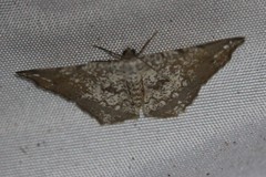 Semiothisa salsa