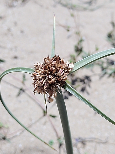 Capitate Galingale (Cyperus capitatus)
