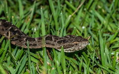 Bothrops pubescens