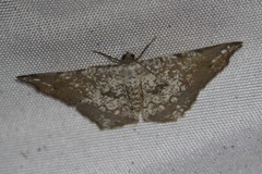 Semiothisa salsa