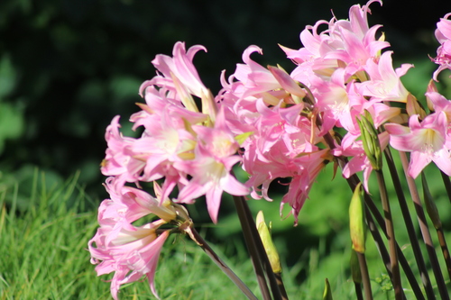 Belladonna Lily (Amaryllis belladonna)
