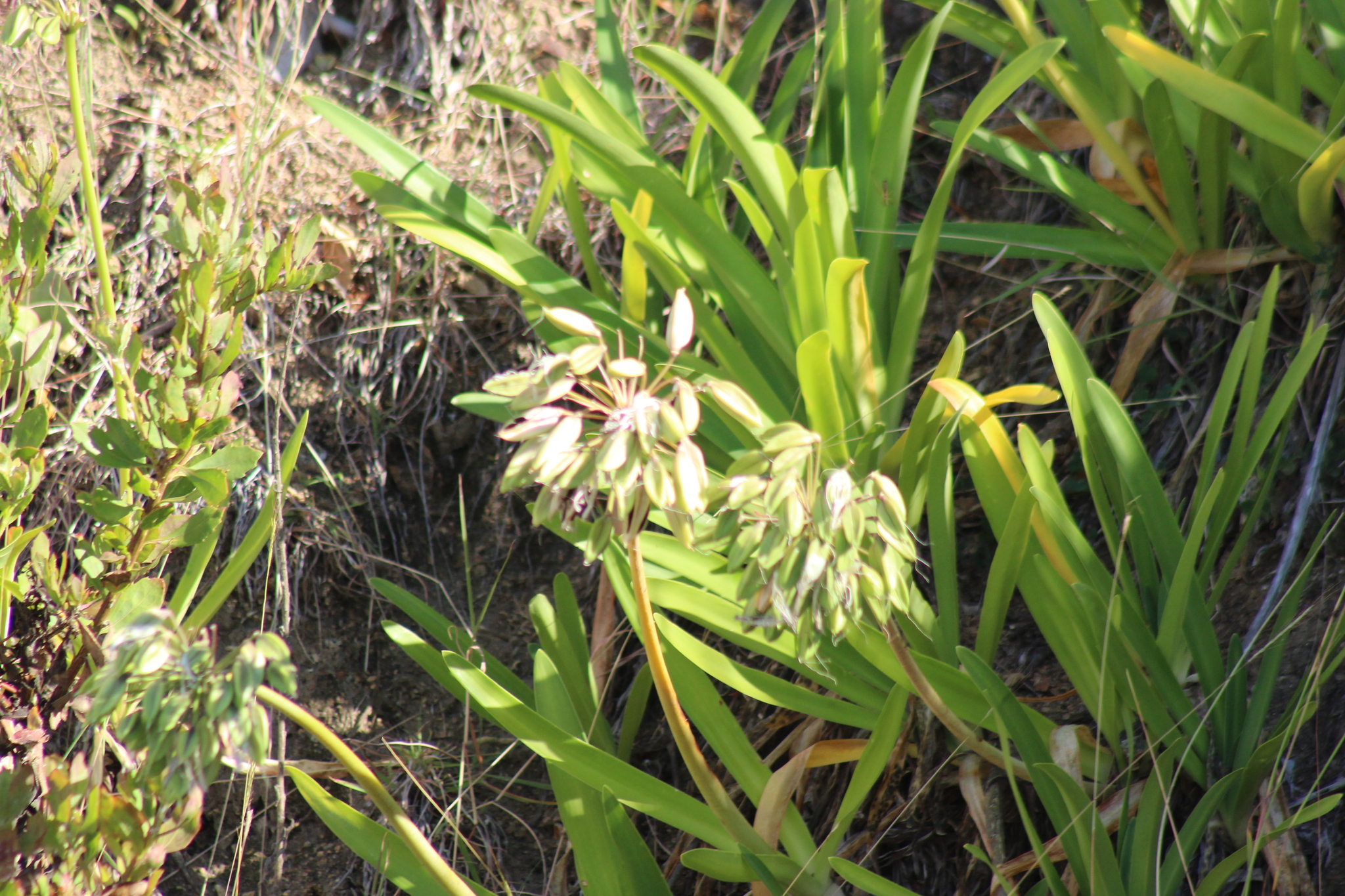 Blue Lily (Agapanthus praecox)