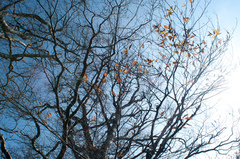 Fagus hayatae