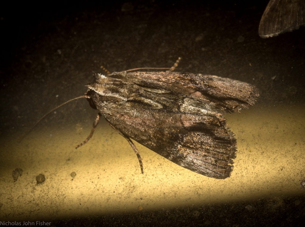 Dipterygina babooni