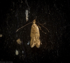 Atheropla nigricincta